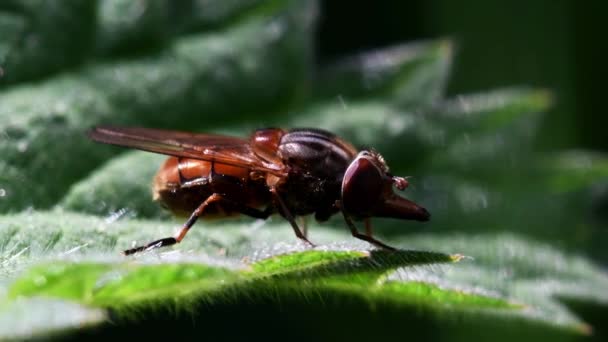 Close Movie Heineken Fly Listu Její Latinské Jméno Rhingia Campestris — Stock video