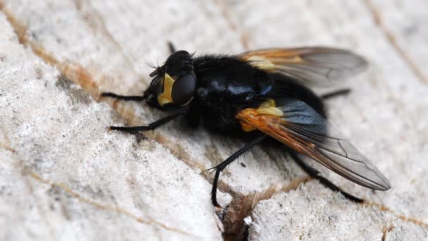 Película Close Noon Fly Leaf Nombre Latín Mesembrina Meridiana — Vídeos de Stock