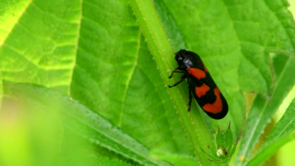 Red Black Froghopper Leaf — Stock Video
