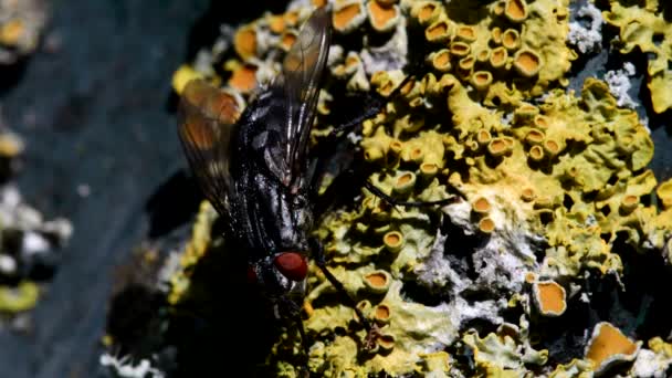 Фильм Закрыть Common Fly Fly Leaf Латинское Имя Саркофага Карнария — стоковое видео