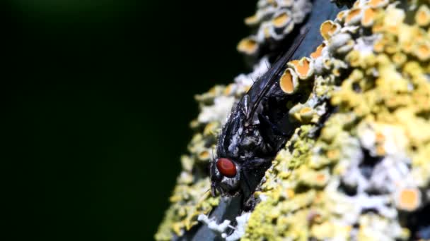 Close Película Mosca Común Carne Una Hoja Nombre Latín Sarcophaga — Vídeos de Stock