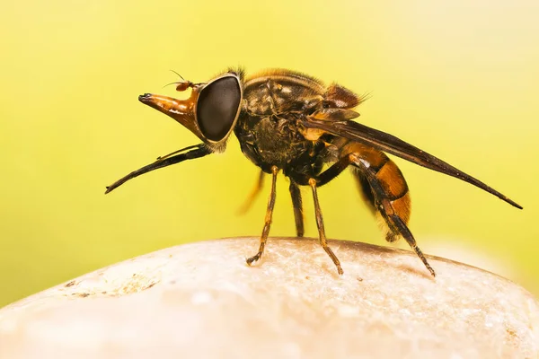 Focus Stacking Photo Heineken Fly Leaf Her Latin Name Rhingia — Stock Photo, Image