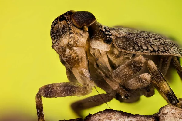 Focus Stacking Portrait Common Froghopper Його Латинське Philaenus Spumarius — стокове фото