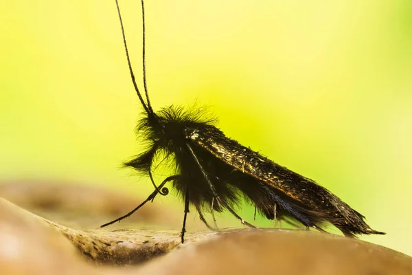 Skup Się Układaniu Green Longhorn Moth Łacińskie Imię Adela Reaumurella — Zdjęcie stockowe