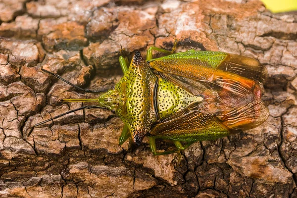 Fokusstapeln Von Weißdorn Schildwanzen Sein Lateinischer Name Ist Acanthosoma Haemorrhoidale — Stockfoto