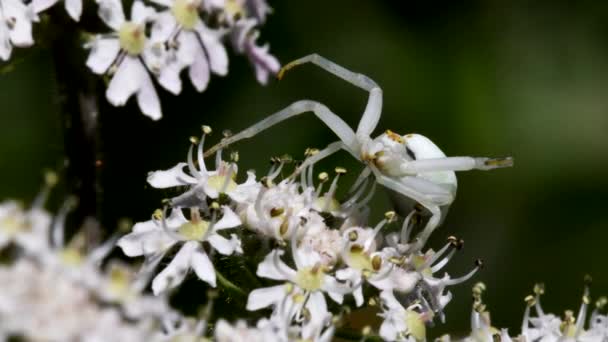 Krabspin Een Bloem Zijn Latijnse Naam Misumena Vatia — Stockvideo