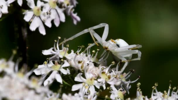 Aranha Caranguejo Uma Flor Seu Nome Latino Misumena Vatia — Vídeo de Stock