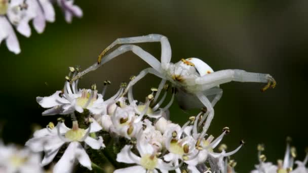 Krabí Pavouk Kytce Jeho Latinské Jméno Misumena Vatia — Stock video