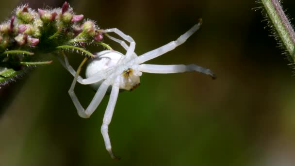 花にカニのクモ ラテン語名はMisumena Vatia — ストック動画
