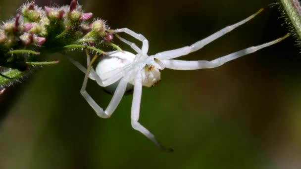 Araña Cangrejo Una Flor Nombre Latín Misumena Vatia — Vídeo de stock