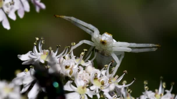 Crab Spider Atas Bunga Nama Latinnya Adalah Misumena Vatia — Stok Video