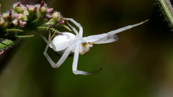 螃蟹蜘蛛在花朵上 他的拉丁文名叫Misumena Vatia — 图库视频影像