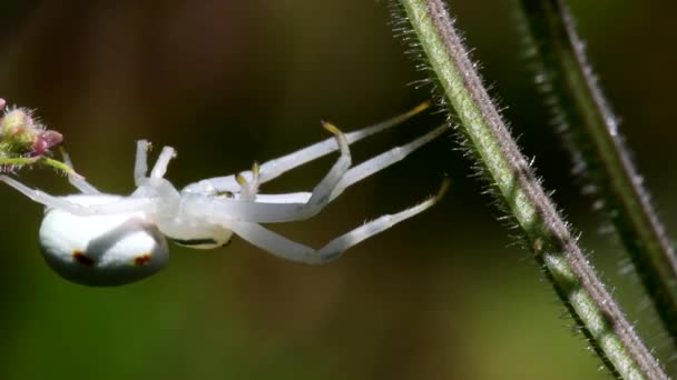 Çiçekte Yengeç Örümceği Latince Adı Misumena Vatia — Stok video