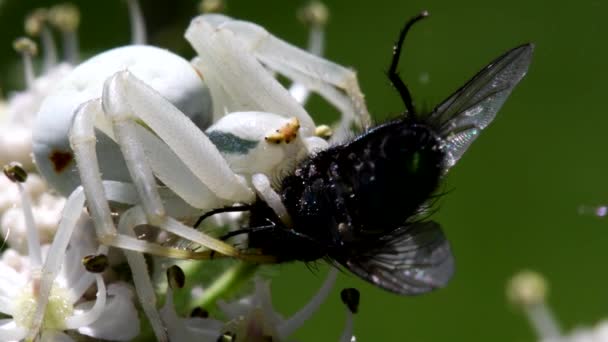 フライで花の上にカニのクモ ラテン語名はMisumena Vatia — ストック動画