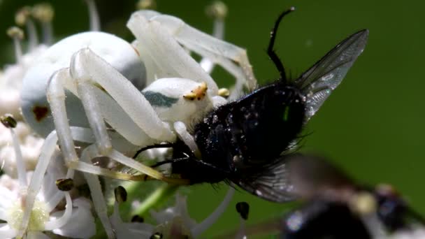 Krabbenspinne Auf Einer Blume Mit Einer Fliege Sein Lateinischer Name — Stockvideo