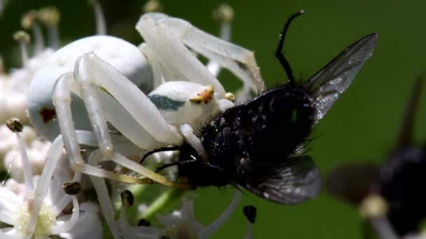 Краб Павук Квітці Мухою Його Латинська Назва Misumena Vatia — стокове відео