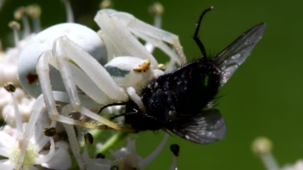 Καβούρι Αράχνη Ένα Λουλούδι Μια Μύγα Λατινικό Του Όνομα Είναι — Αρχείο Βίντεο