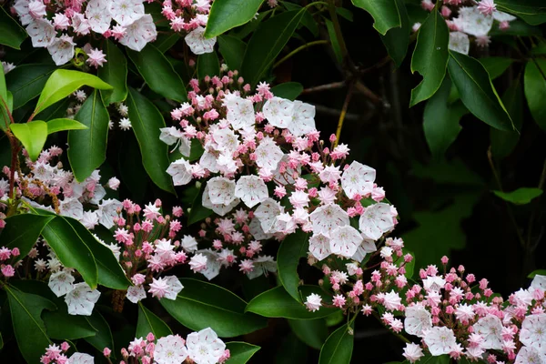 Mountain laurels are now in bloom in the Virginia Blue Ridge Mountains