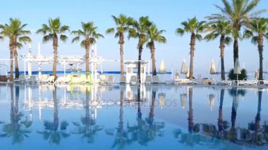 Havuzun palmiye. video