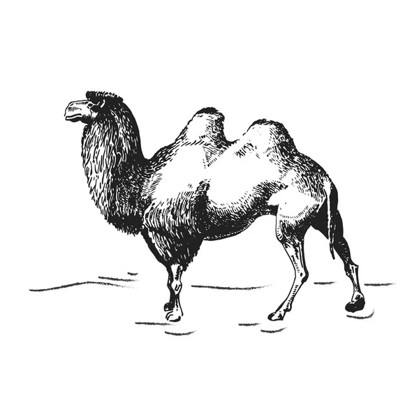 Illustration graphique du chameau en technique d'écoutille — Image vectorielle
