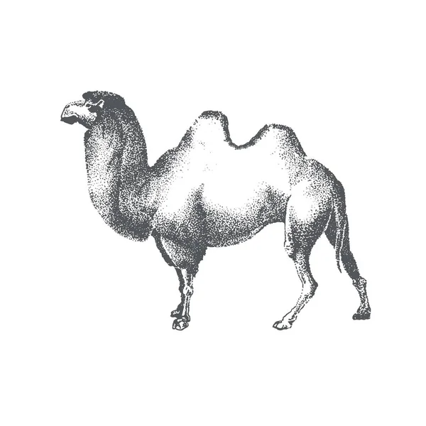 Ilustración gráfica de camello en la técnica de puntos — Archivo Imágenes Vectoriales