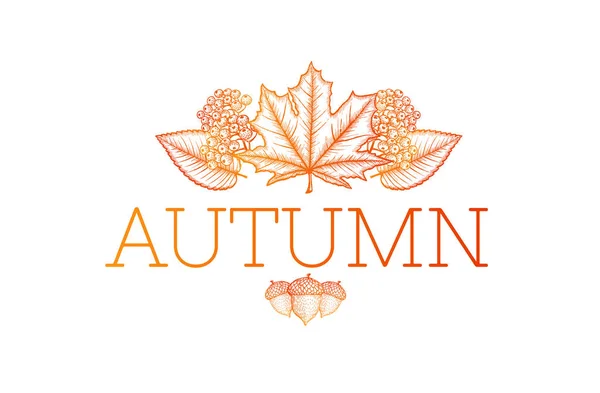Podzimní listí, rowan brunche a žaludy ručně tažené skica, obrys obrázku, — Stockový vektor