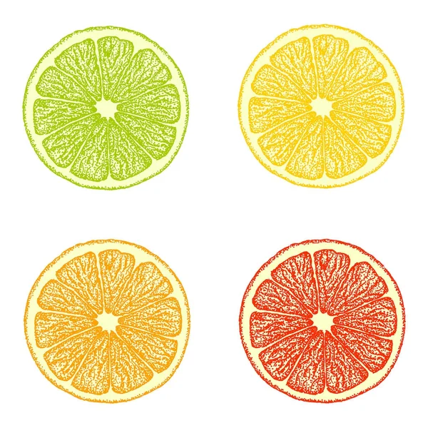 Sammlung von verschiedenen Zitrusrundfolien aus Limette, Zitrone, Orange, Grapefruit und Mandarine, — Stockvektor