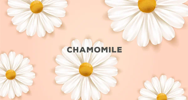 Latar belakang alam musim semi atau musim panas dengan gambar bunga daisy putih yang realistis dan tipografi - Stok Vektor