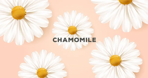 Tavaszi vagy nyári természet háttér nagy fehér realisztikus százszorszép virágok illusztráció és tipográfia — Stock Vector