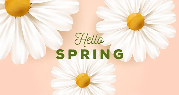 Primavera o verano fondo de la naturaleza con grandes flores de margarita realistas blancas ilustración y hola tipografía primavera — Archivo Imágenes Vectoriales