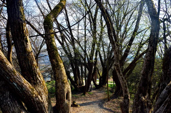 Prachtige Bomen Nadherne Stromig — Stockfoto