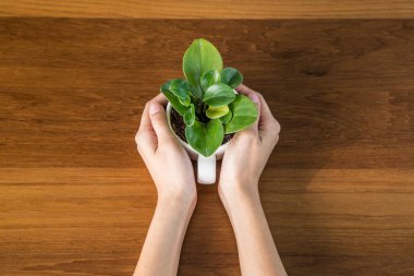 ahşap bir masa üzerinde küçük bir yeşil ağaç