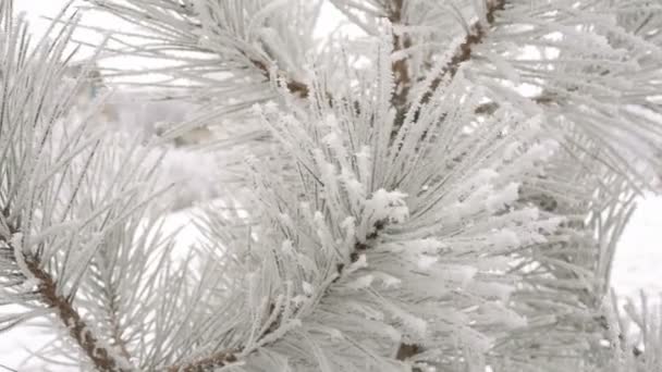 Branches de sapin recouvertes de givre blanc — Video
