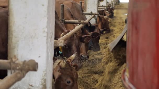 Bonde utfodrar korna i ladugården. Kor som livnär sig på mjölkgård. Mjölkkor i ladugården — Stockvideo