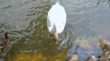 Mute Swan Yüzme göle beyaz