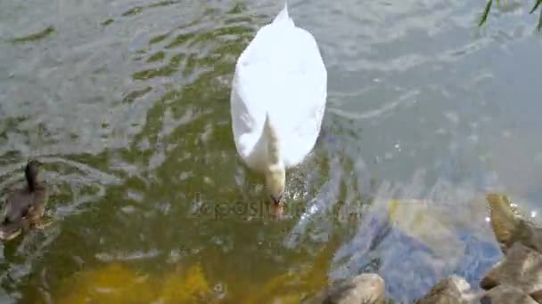 Bílá labuť plavání v jezeře — Stock video