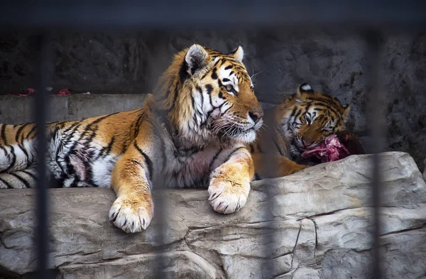 The royal two tigers in the zoo.