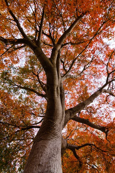 Kaliforniya'da düşme sırasında bir akça ağaç