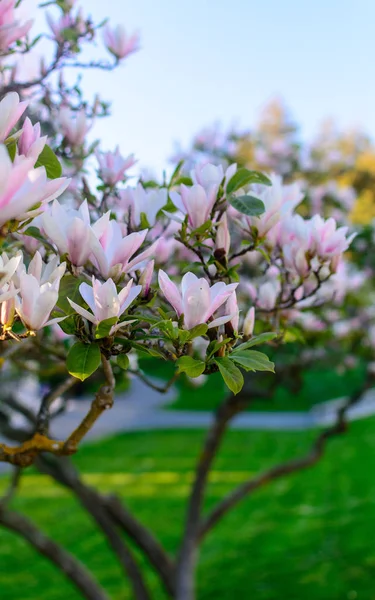 pembe Manolya çiçek çiçek