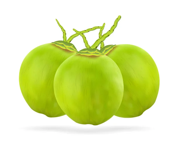 Vero cocco verde su fondo bianco — Vettoriale Stock