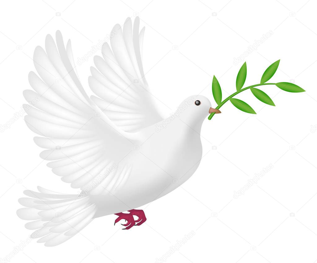 white pigeon flying with leaf concept peace