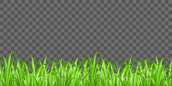 Real green grass on transparent background vector — Stock Vector
