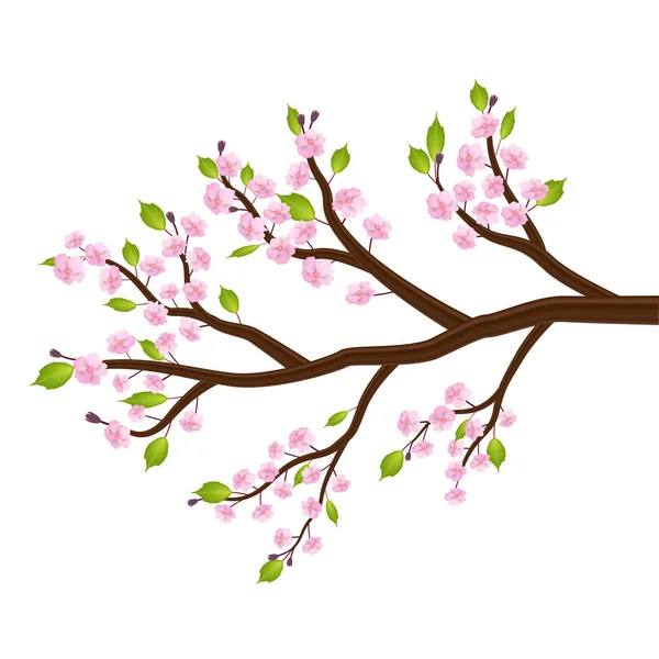 Sakura Cseresznyevirág Virág Levél Ága — Stock Vector