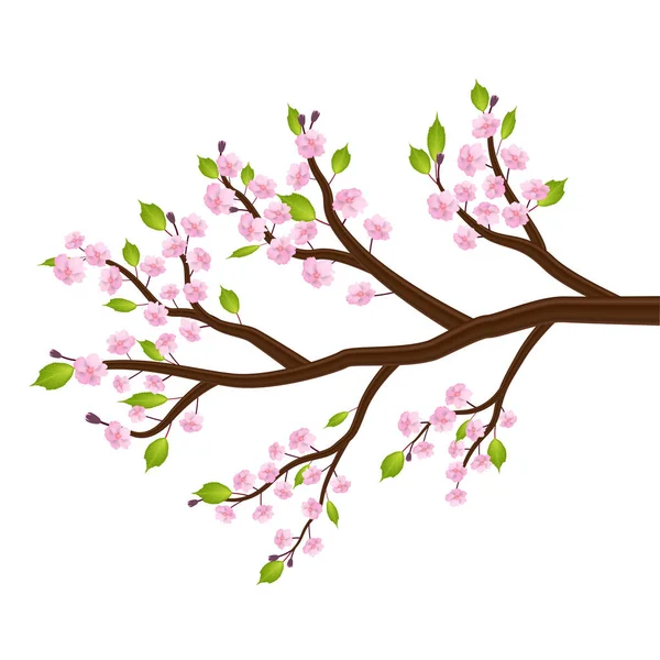 Sakura Kersenbloesem Bloem Blad Boomtak — Stockvector