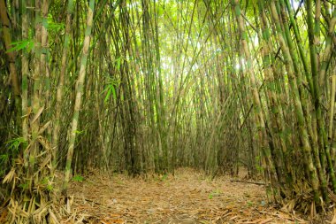 Yeşil bambu yüksek ormanı