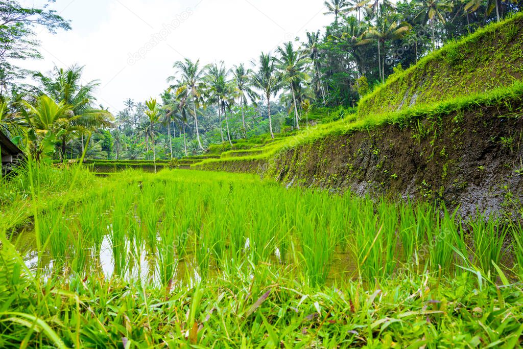 Terrazas de campo de arroz