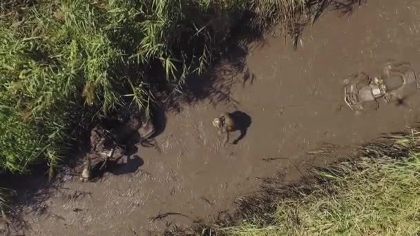 Atv se detiene en el pantano . — Vídeos de Stock