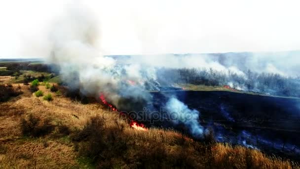 Aerial view of dry grass burning in steppe — Stock Video