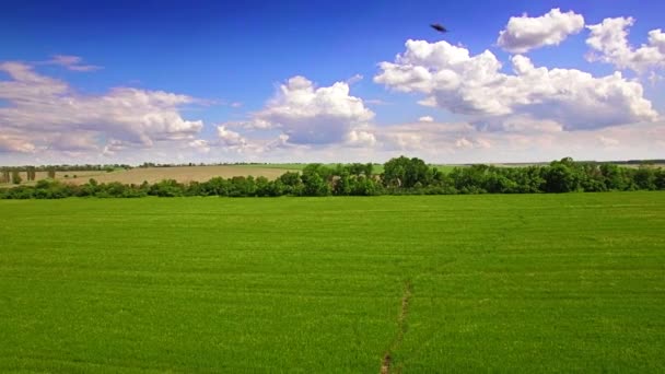 A légi felvétel a mező zöld búza — Stock videók