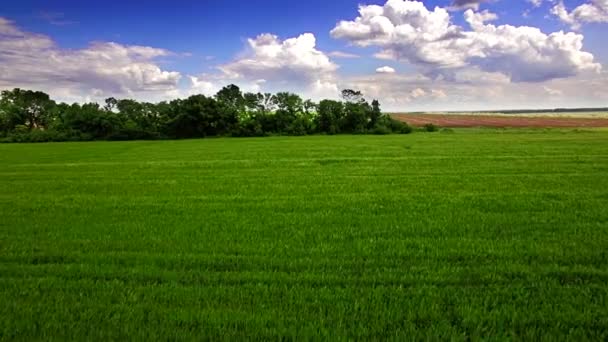 Aerial view of green wheat field — Stock Video